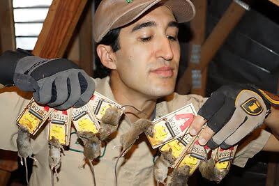 mouse trapping