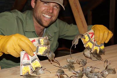 rodent trapping